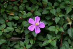 Heterotis rotundifolia